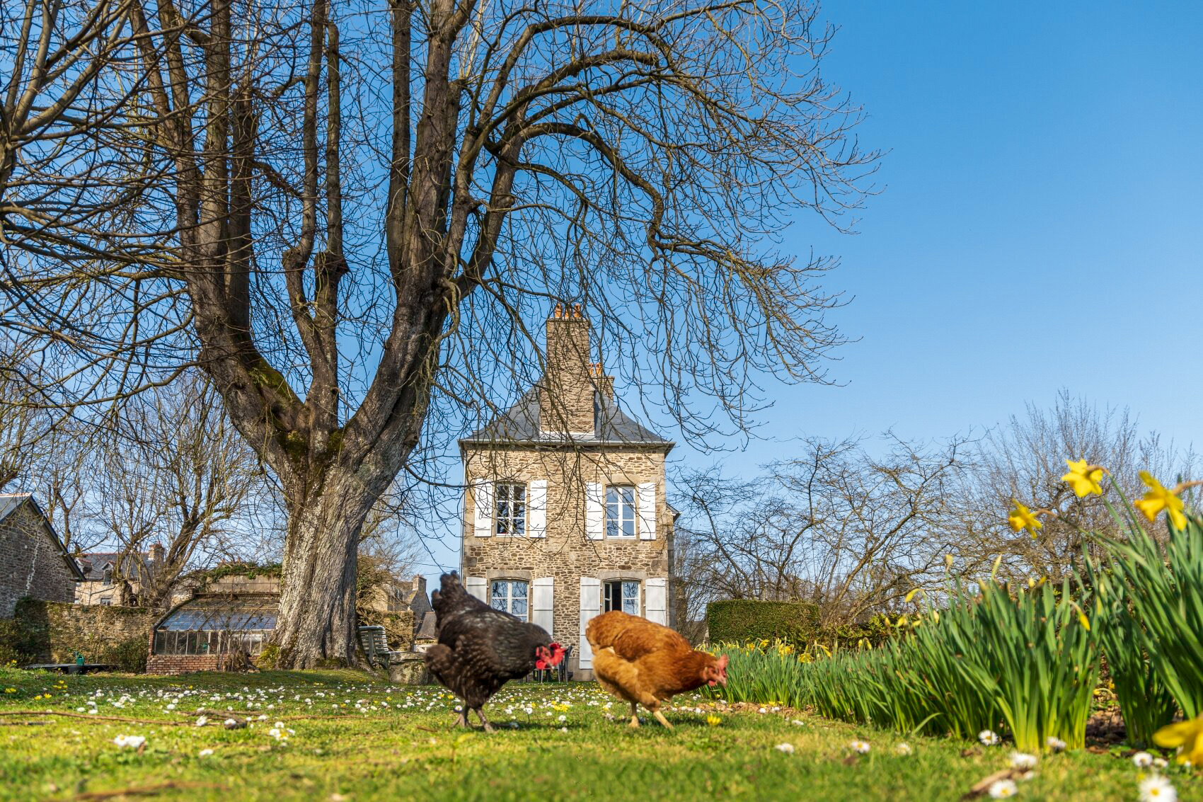 photographe tourisme immo hotel manoir champetre campagne poules bio rustique jardin bretagne dinan saint malo dinard ameliegraphie