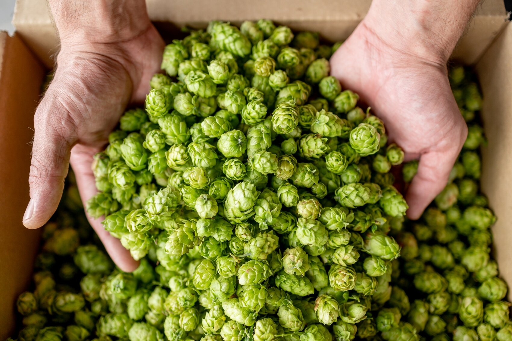 photographe reportage entreprise brasserie le brasseur bavarois houblon agriculture pleugueneuc dinan saint malo rennes ameliegraphie